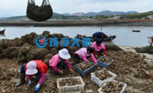 生蠔自動(dòng)分揀機(jī)，取代人工分揀，高效精準(zhǔn)省人工