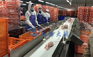 白條雞分揀機、整鴨分選機高效取代人工分揀，比人工快5倍